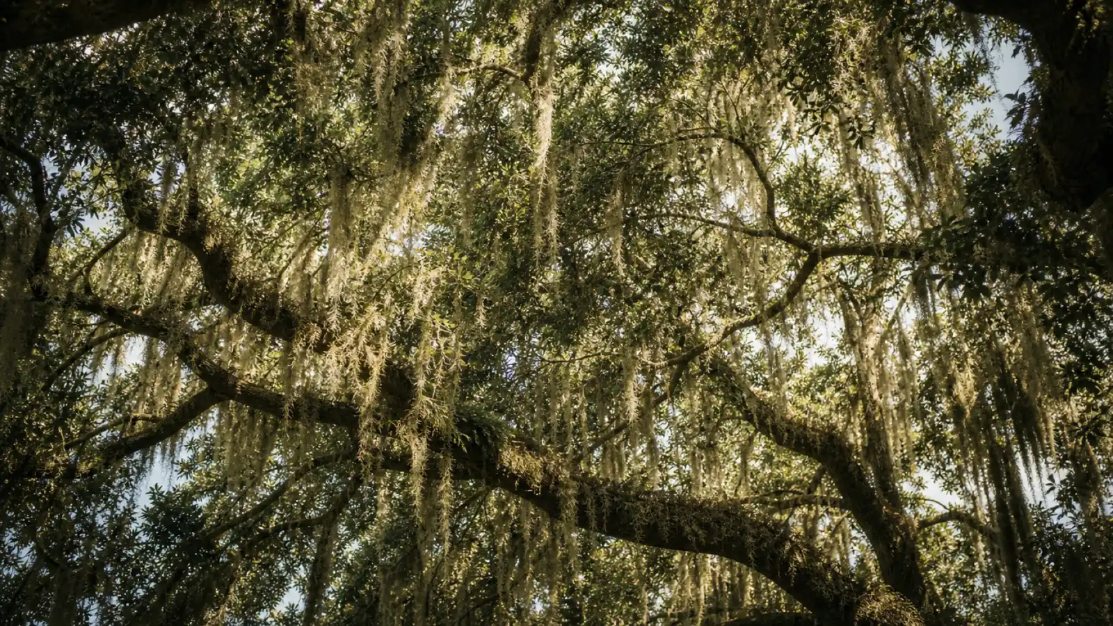 Sunlight filtering through a live oak canopy draped with Spanish moss