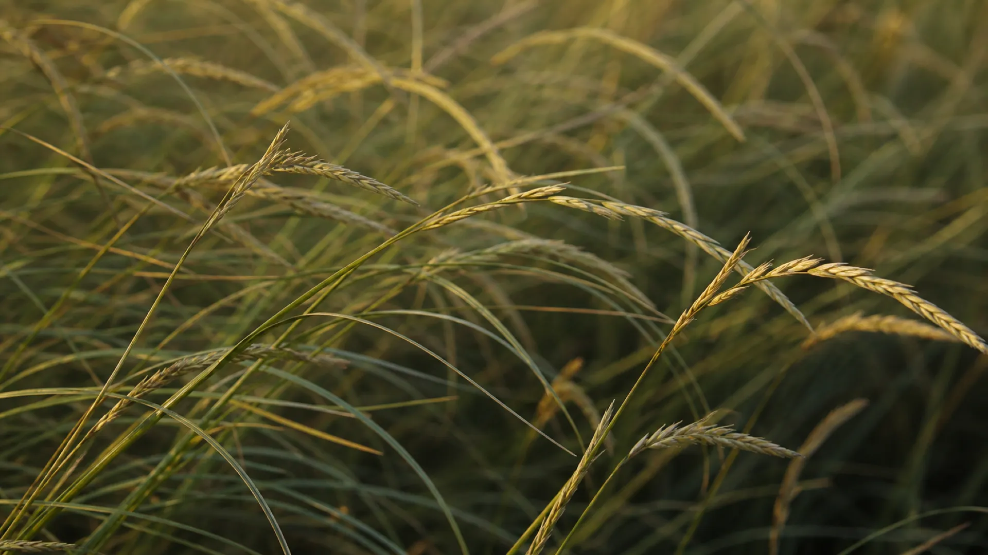 Sweetgrass swaying in a light breeze, in soft golden-green light